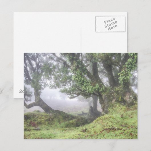 Madeira - Laurel-boom in het mist briefkaart (Voorkant / Achterkant)