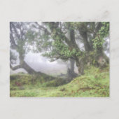 Madeira - Laurel-boom in het mist briefkaart (Voorkant)