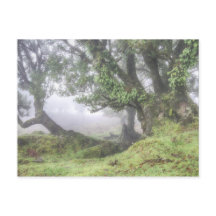 Madeira - Laurel-boom in het mist briefkaart