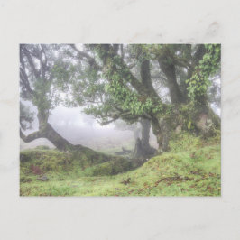 Madeira - Laurel-boom in het mist briefkaart