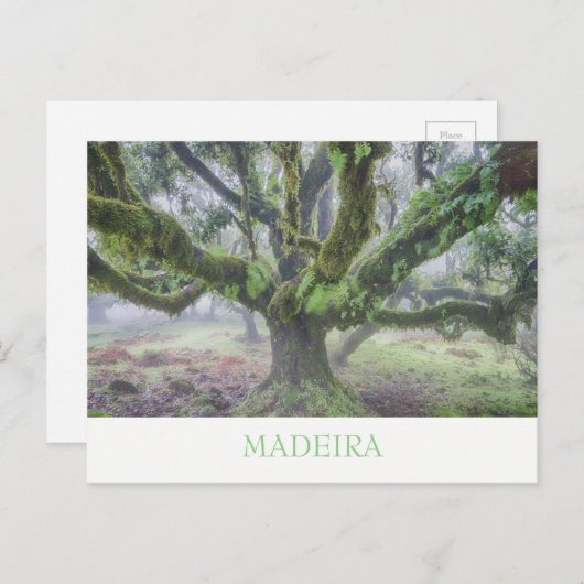 Madeira - Laurel tree briefkaart met tekst (Voorkant / Achterkant)