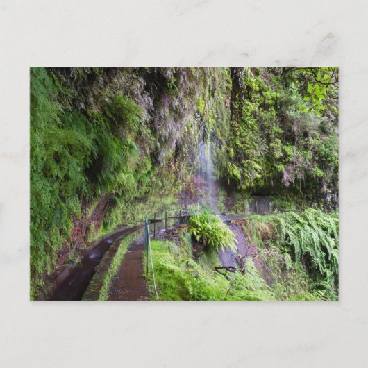 Madeira - Levada do Rei briefkaart (Voorkant)