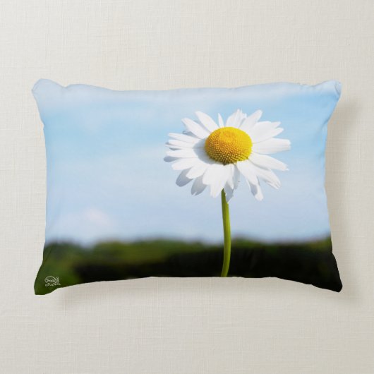 Madelief rechtop geisoleerd in de natuur. accent kussen (Voorkant)