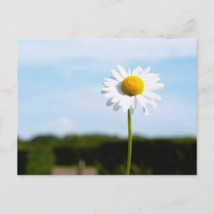 Madelief rechtop geisoleerd in de natuur. briefkaart