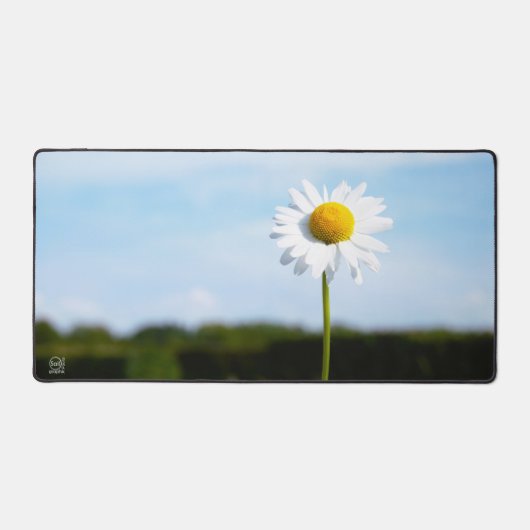 Madelief rechtop geisoleerd in de natuur. bureaumat (Voorkant)