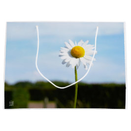 Madelief rechtop geisoleerd in de natuur. groot cadeauzakje