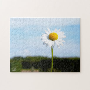 Madelief rechtop geisoleerd in de natuur. legpuzzel