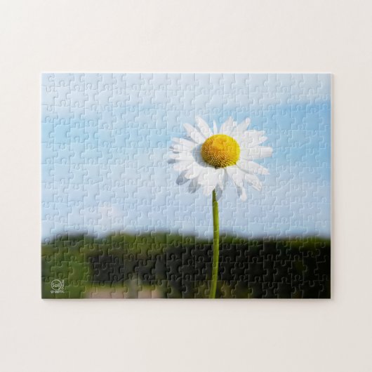 Madelief rechtop geisoleerd in de natuur. legpuzzel (Horizontaal)