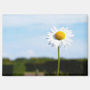 Madelief rechtop geisoleerd in de natuur. magneet