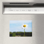 Madelief rechtop geisoleerd in de natuur. magneet (Insitu (Vaatwasser))