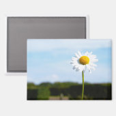 Madelief rechtop geisoleerd in de natuur. magneet (Voorkant / Achterkant)