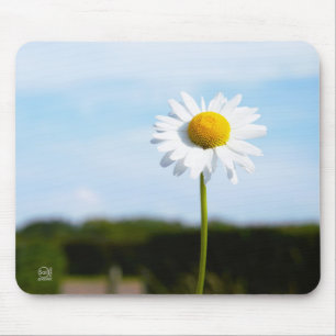 Madelief rechtop geisoleerd in de natuur. muismat