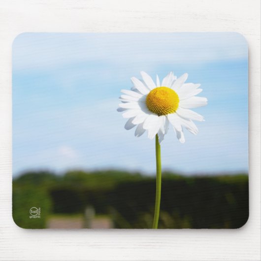 Madelief rechtop geisoleerd in de natuur. muismat (Voorkant)