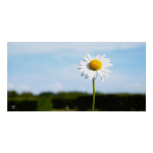 Madelief rechtop geisoleerd in de natuur. perfect poster