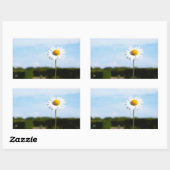 Madelief rechtop geisoleerd in de natuur. rechthoekige sticker (Vel)