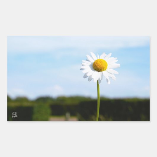 Madelief rechtop geisoleerd in de natuur. rechthoekige sticker (Voorkant)