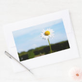 Madelief rechtop geisoleerd in de natuur. rechthoekige sticker (Envelop)