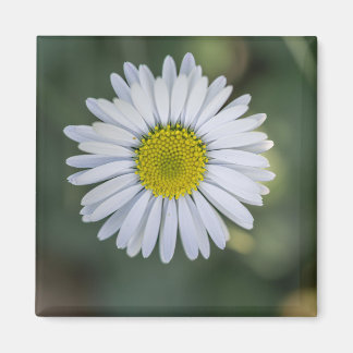 Madeliefje (Bellis perennis) Bloemhoofd Magneet