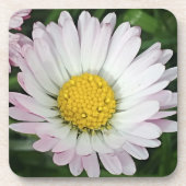  madeliefje bier onderzetter (Voorkant)