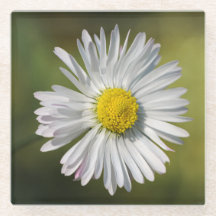 Madeliefje Bloem
