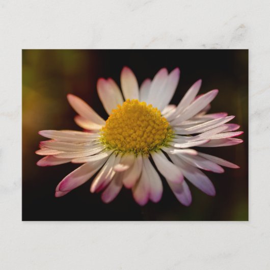 Madeliefje Briefkaart (Voorkant)