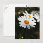 Madeliefje Briefkaart (Voorkant / Achterkant)