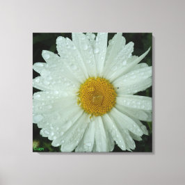 Madeliefje Droom Opgespannen Canvasprint Canvas Afdruk