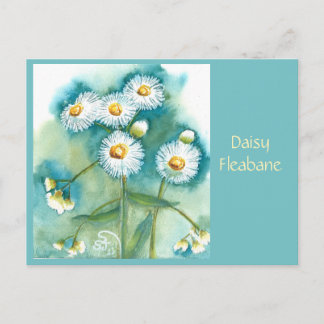 Madeliefje Fleabane Postkaart