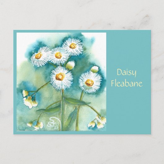 Madeliefje Fleabane Postkaart (Voorkant)