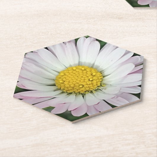  madeliefje kartonnen onderzetters (Schuin)