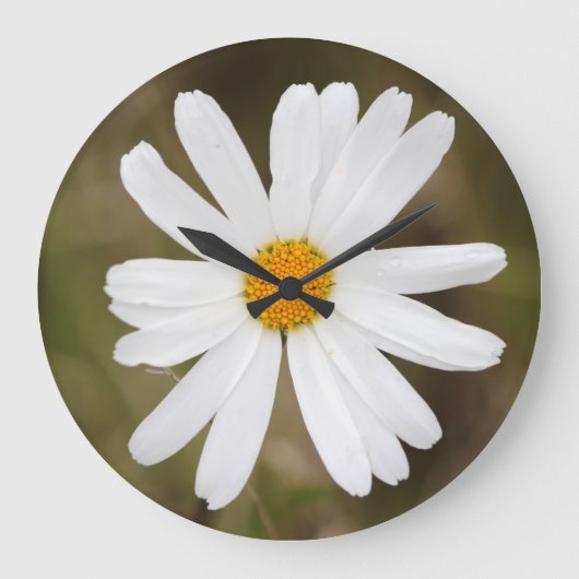 Madeliefje met regendruppel wandklok (Voorkant)