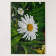 Madeliefje met waterpuzzel