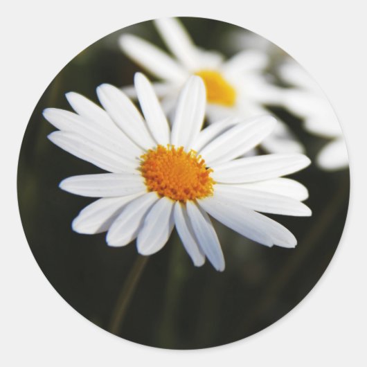 Madeliefje Ronde Sticker (Voorkant)