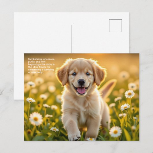 Madeliefje Symboliek Briefkaart (Voorkant / Achterkant)
