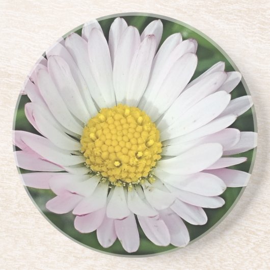  madeliefje zandsteen onderzetter (Voorkant)