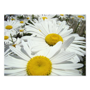 Madeliefjes Bloemen Fotografie kunstprints Madelie Foto Afdruk