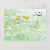  madeliefjes in een veldfoto briefkaart (Voorkant)