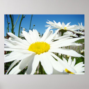 Madeliefjes kunstprints Witte Madeliefjes Blauwe L Poster