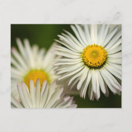 Madeliefjes op ansichtkaart - Fotografisch bloemmo Briefkaart