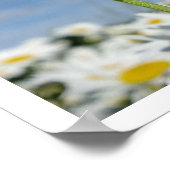 Madeliefjes reiken naar de lucht poster (Hoek)