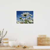 Madeliefjes reiken naar de lucht poster (Keuken)
