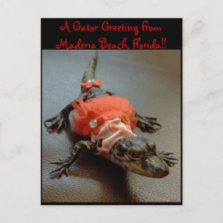Maderia Beach, Florida Gator Greeting Post Card Briefkaart