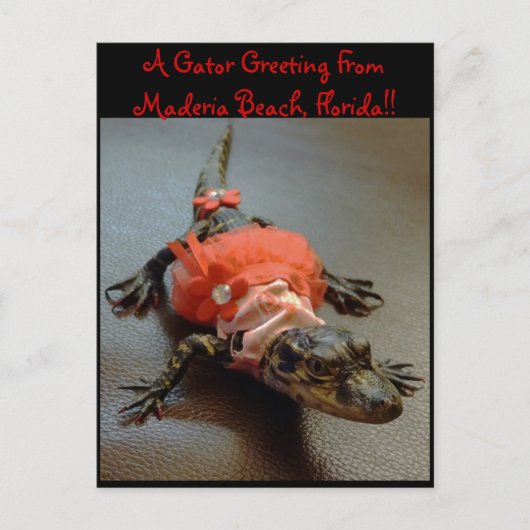 Maderia Beach, Florida Gator Greeting Post Card Briefkaart (Voorkant)