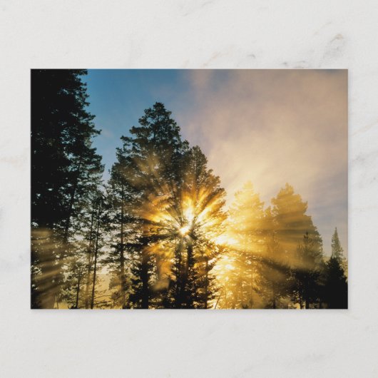 Madison River | Nationaal park Yellowstone Briefkaart (Voorkant)