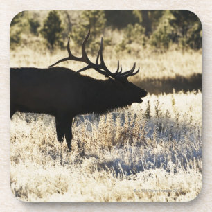 Madison River, Yellowstone NP, Wyoming, Verenigde Bier Onderzetter