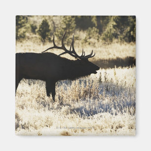 Madison River, Yellowstone NP, Wyoming, Verenigde Magneet