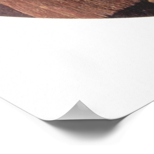 Madonna della Sedia Poster (Hoek)