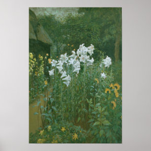 Madonna Lilies in een tuin Poster