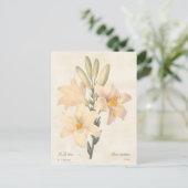 Madonna Lily  Botanische illustratie Briefkaart (Staand voorkant)