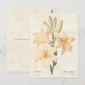 Madonna Lily  Botanische illustratie Briefkaart (Voorkant / Achterkant)